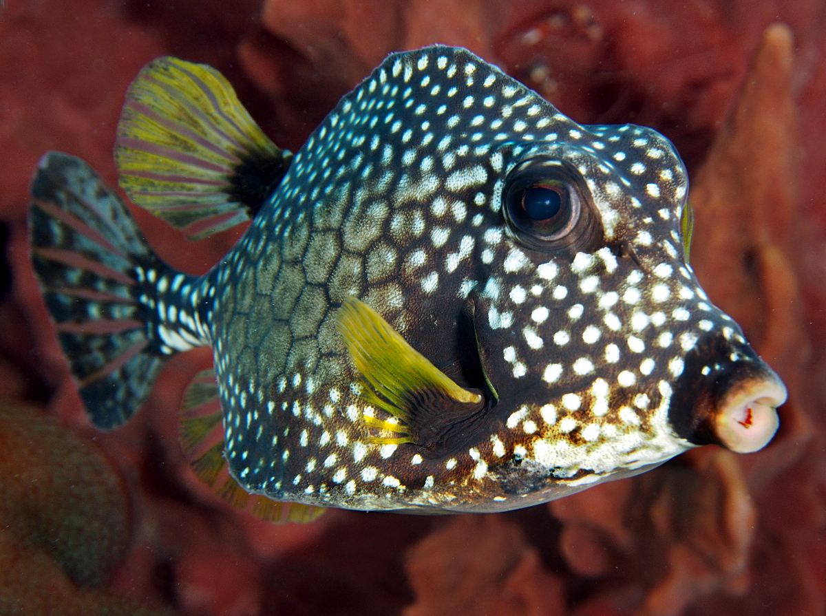 Smooth Trunkfish